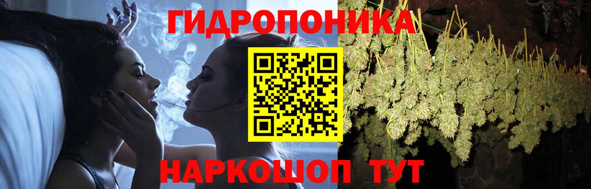 Конопля гибрид Обнинск